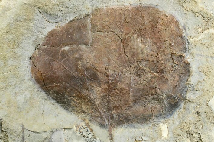 Fossil Leaf (Zizyphoides) - Montana #165029